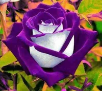 purple, rose