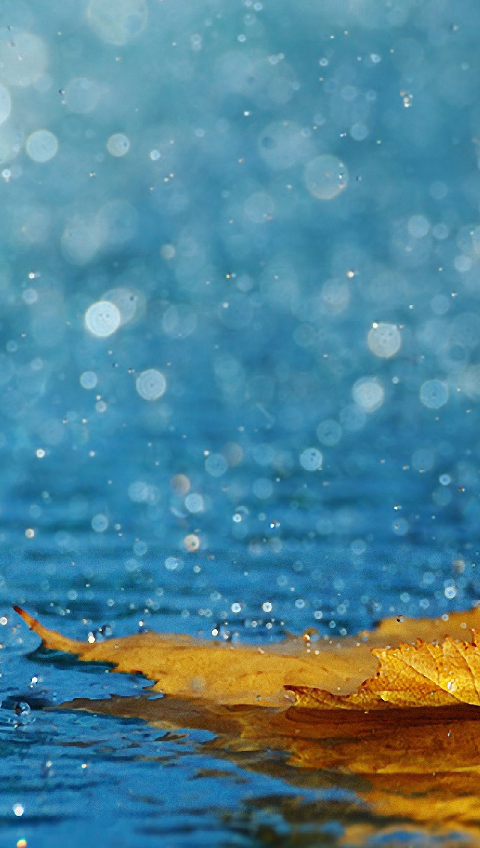 Ein gelbes blatt schwimmt auf dem wasser mit blauem hintergrund (blatt, regentropfen)