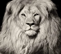 awesome, lion