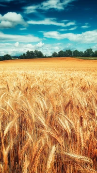 Campo de trigo dourado sob um céu vibrante