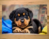 Adorabler Rottweiler-Welpe, der sich auf einer bunten Decke entspannt