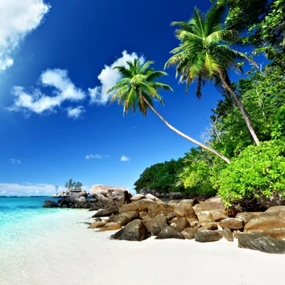 praia, oceano, palmeira, paraíso, areia