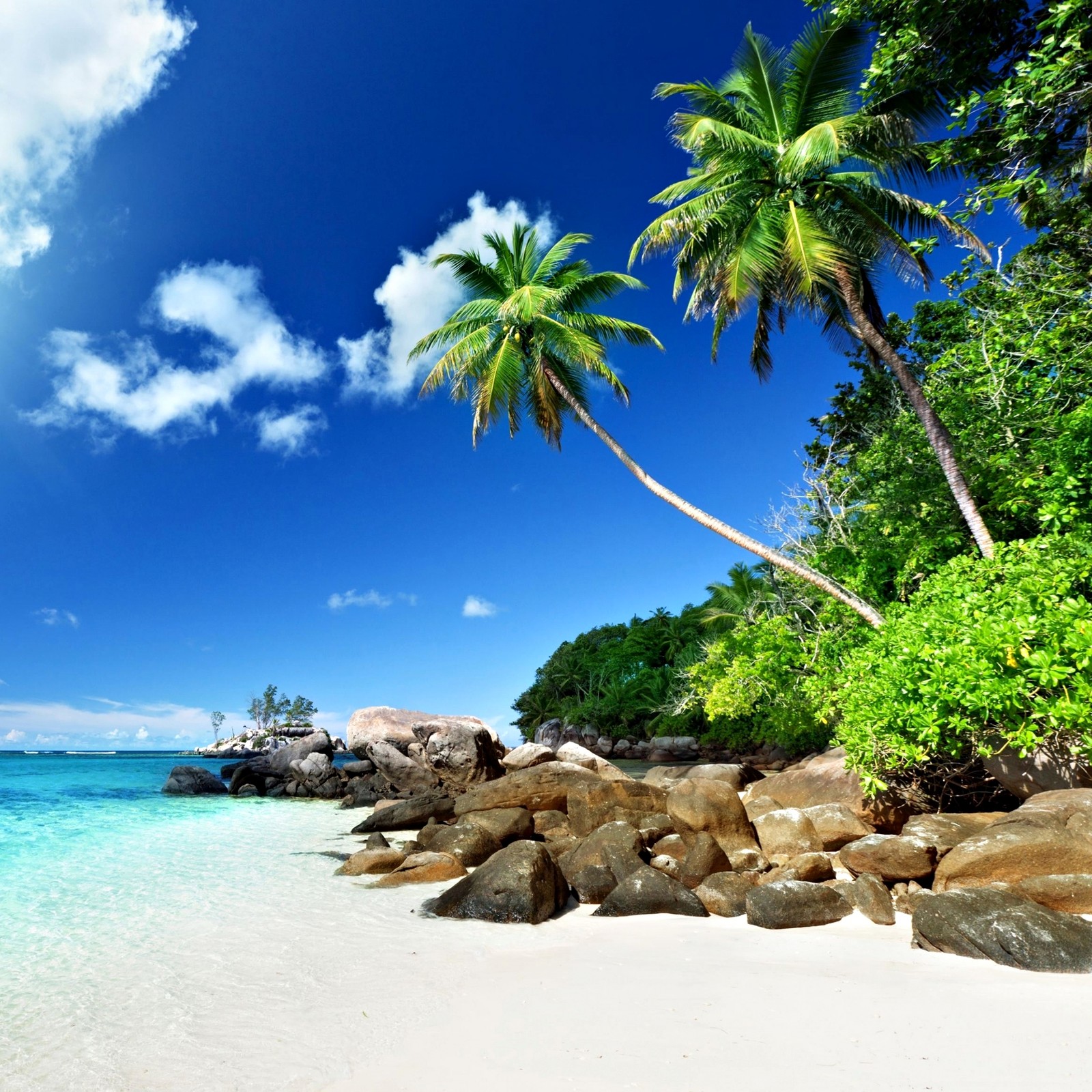 Des palmiers bordent la plage d'une île tropicale (plage, océan, palmier, paradis, sable)