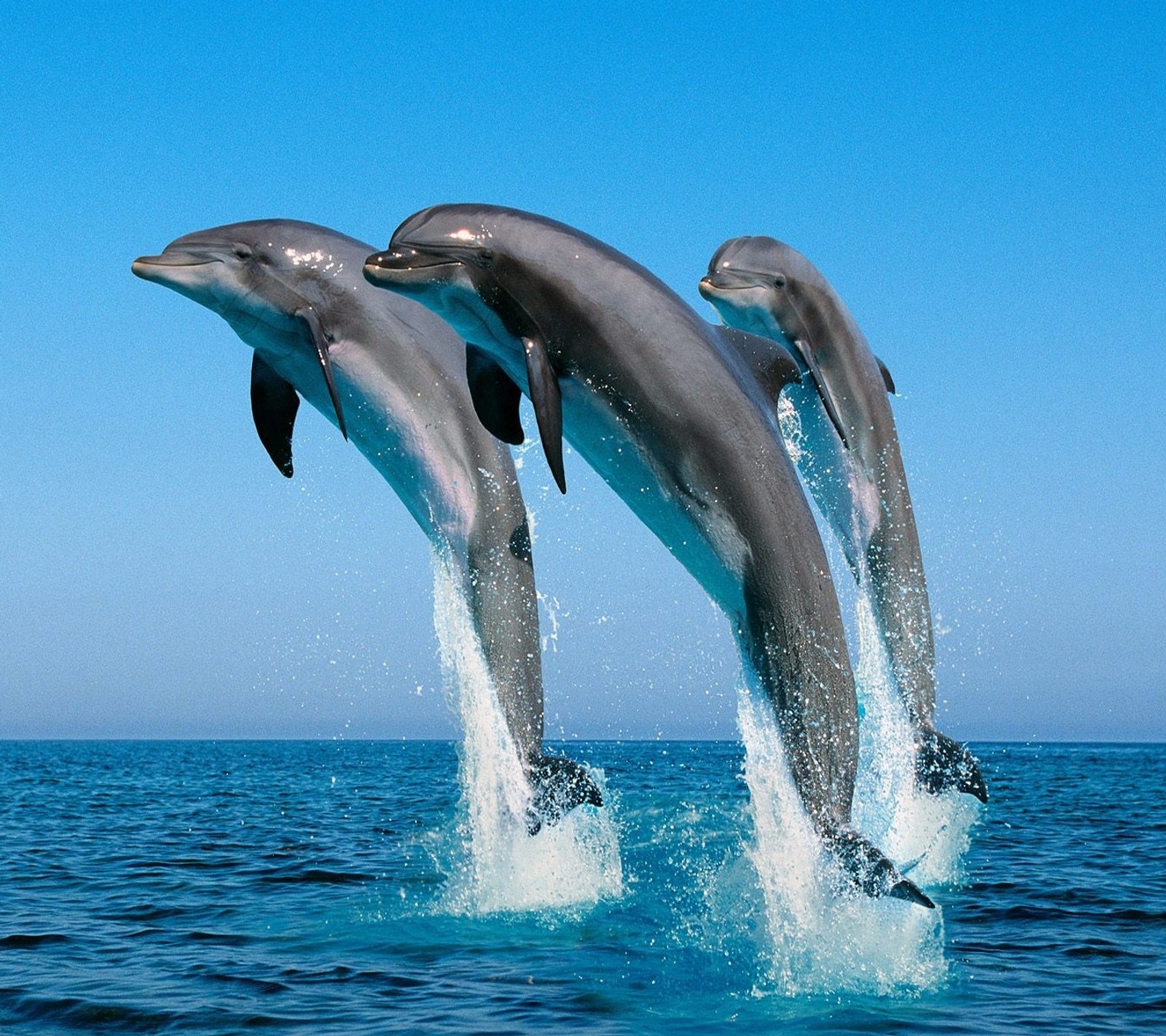 Dolphins jumping out of the water in the ocean (dolphins, sea)