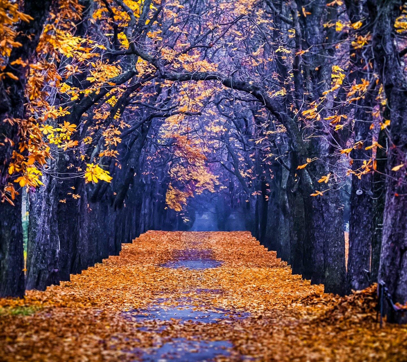 A view of a pathway lined with trees and leaves (autumn, nature)