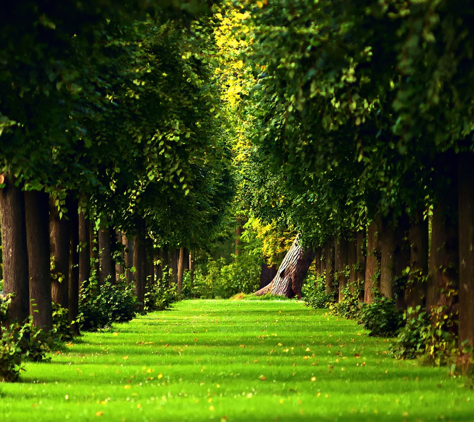 Des arbres bordent un chemin dans un parc avec de l'herbe verte et des arbres (meilleur, dream nature)