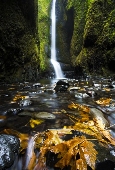 automne, paysage, feuilles, oregon, eau