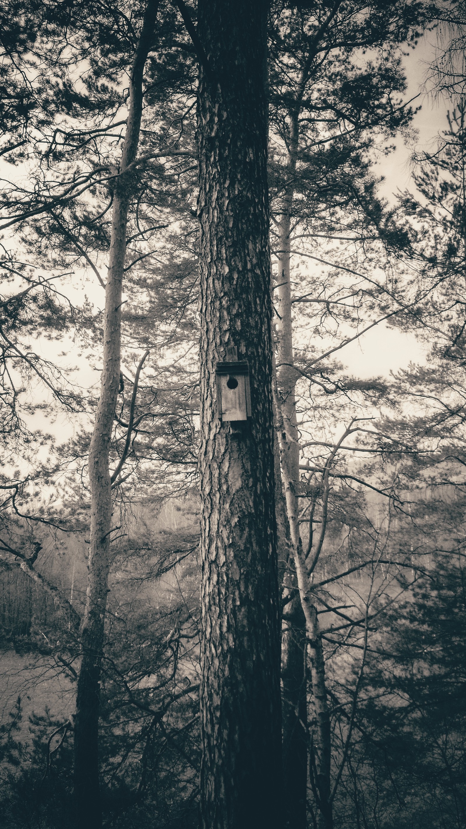 На дереве в лесу находится скворечник (birdhouse, черно белый, лес, природа, дерево)