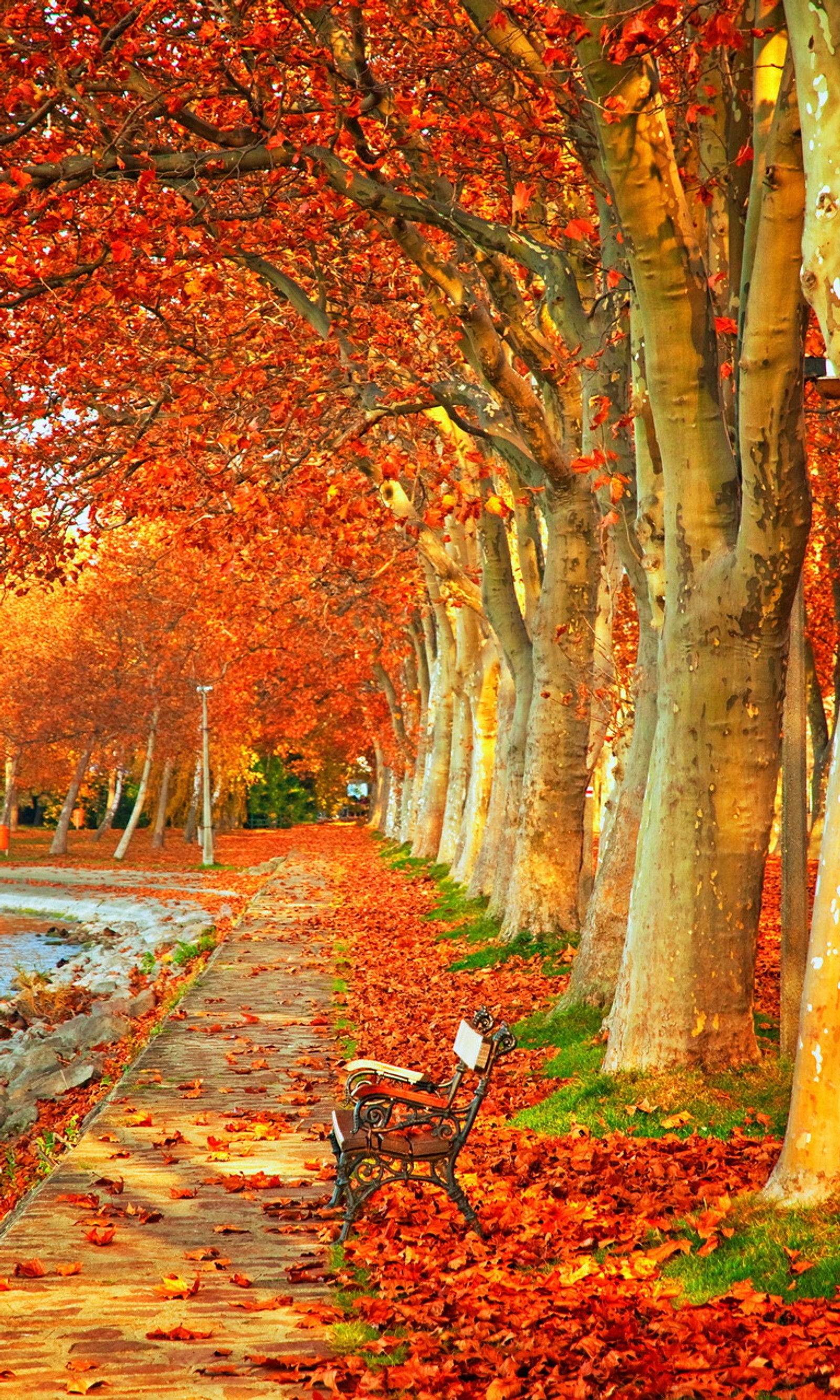 Árboles alineados a lo largo de un camino con un banco y un cuerpo de agua (paisaje otoñal, banco, naturaleza, árboles)