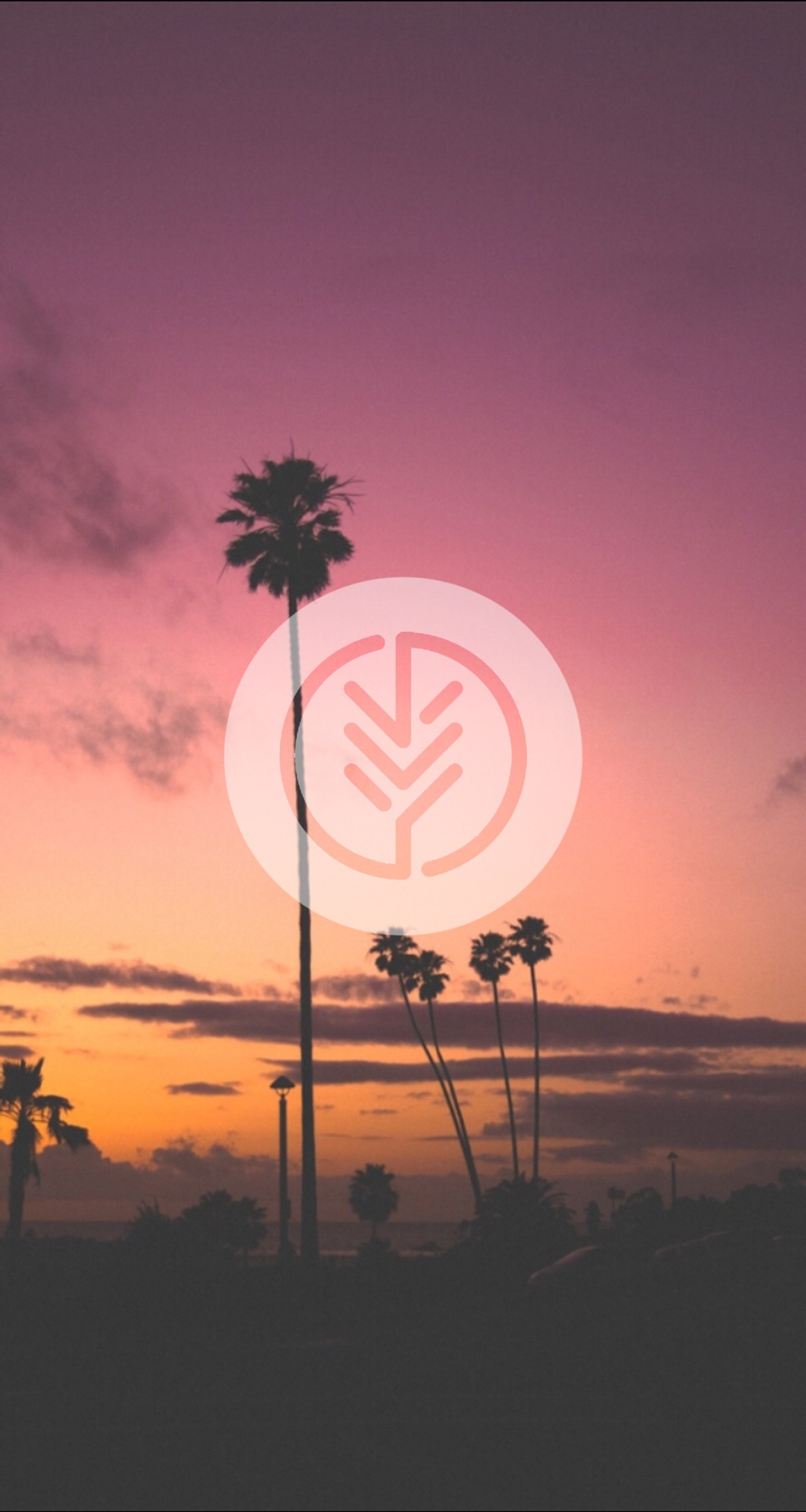 A close up of a palm tree with a sunset in the background (929, hd, minimal, nature, pretty)