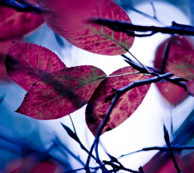 fond décran hd, laisser, feuilles, nature, rose