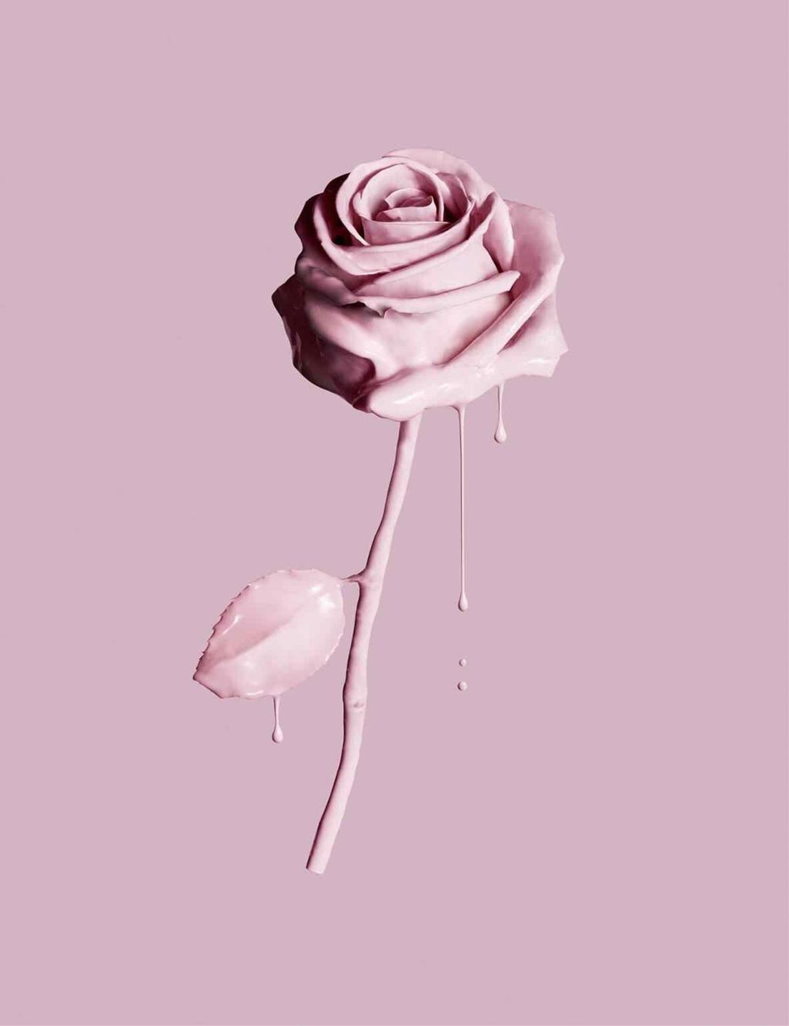 A close up of a rose with a dripping drop of water (flower, rose, pink, colour)