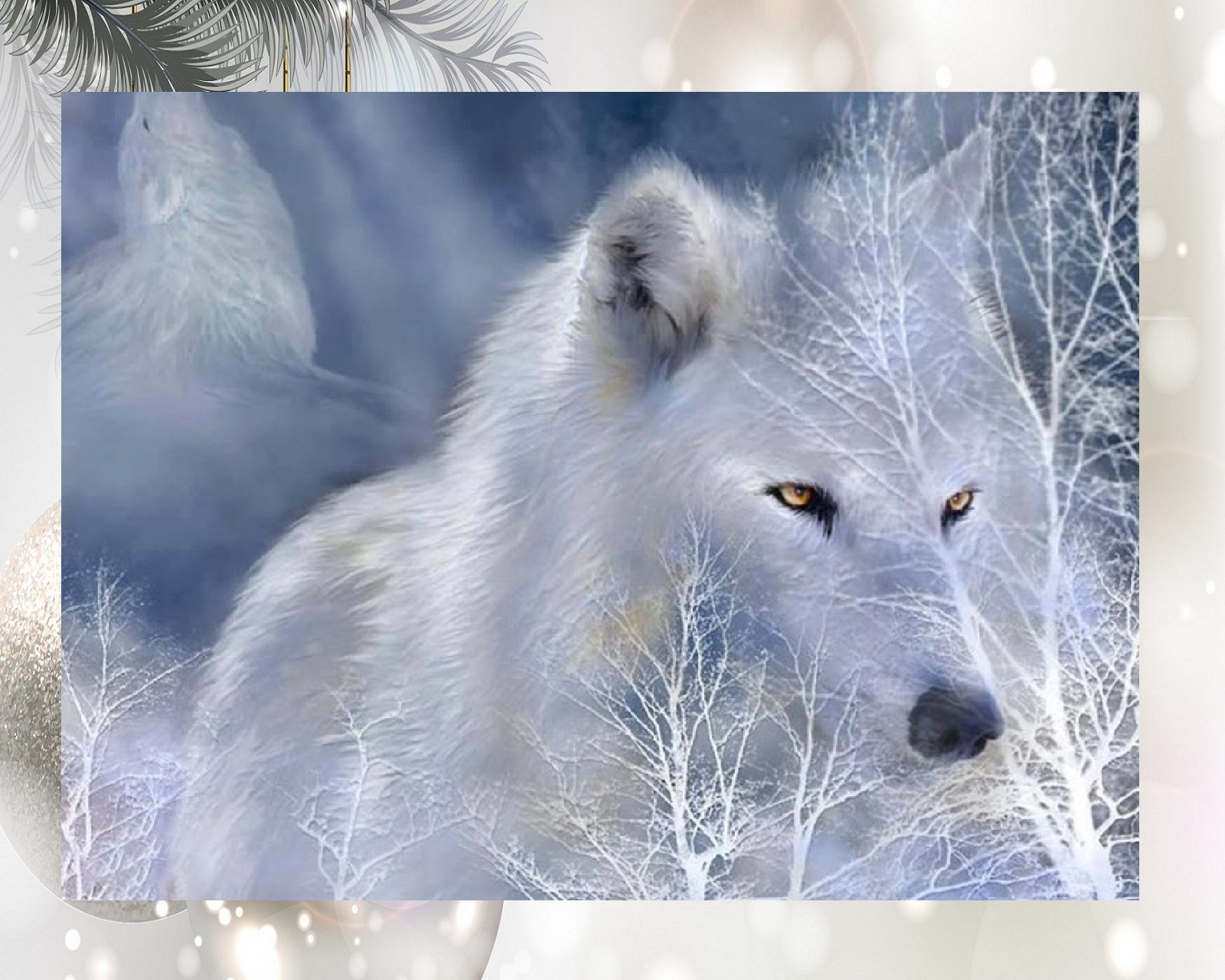 Un loup blanc qui regarde quelque chose (chien, loup)