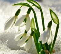 Campanillas emergiendo a través de la nieve derretida en Belgrado