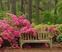 Banc de jardin coloré au milieu de fleurs vibrantes dans un cadre boisé paisible