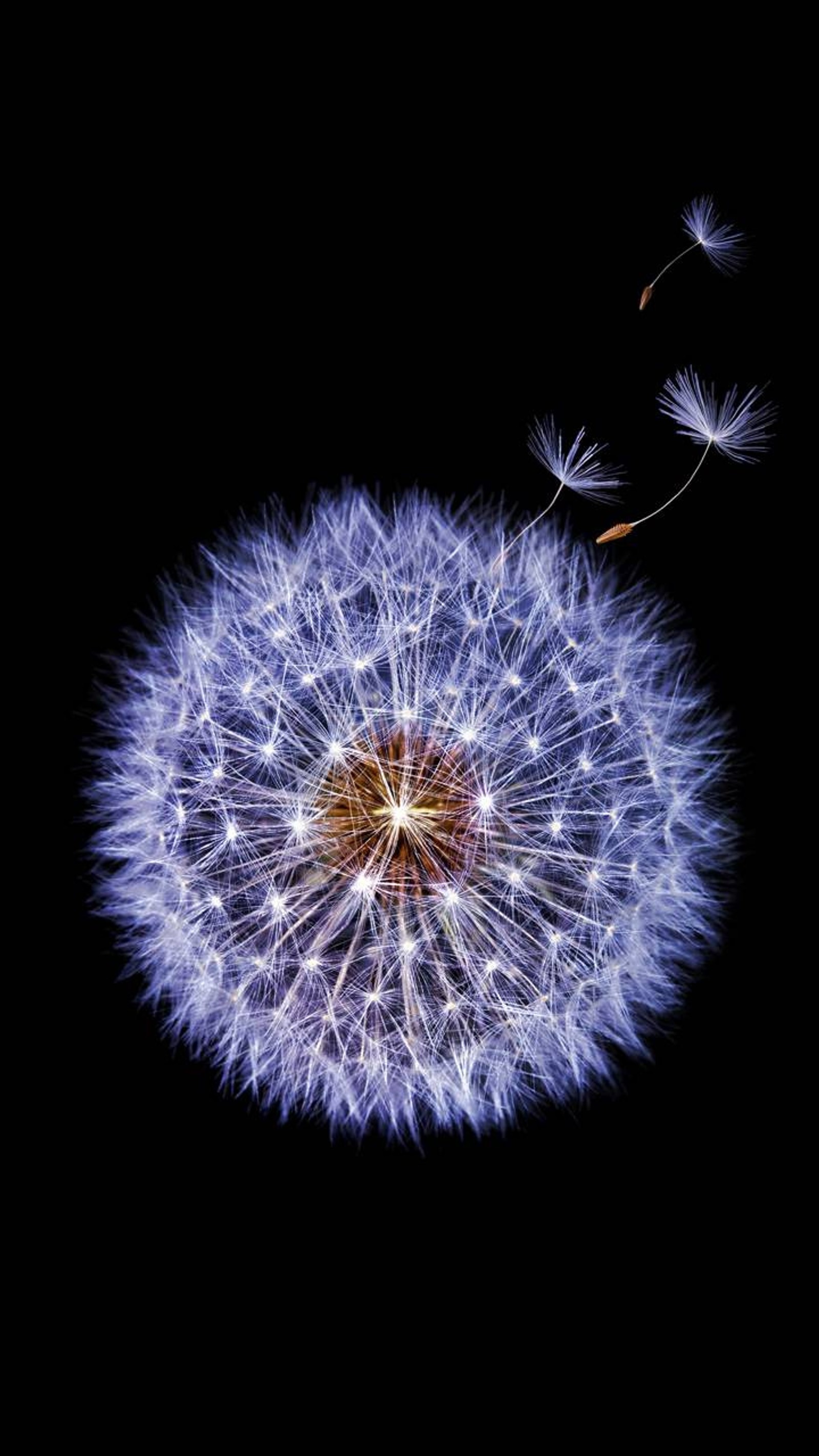 android, dandelion, flowers, galaxy, macro wallpaper