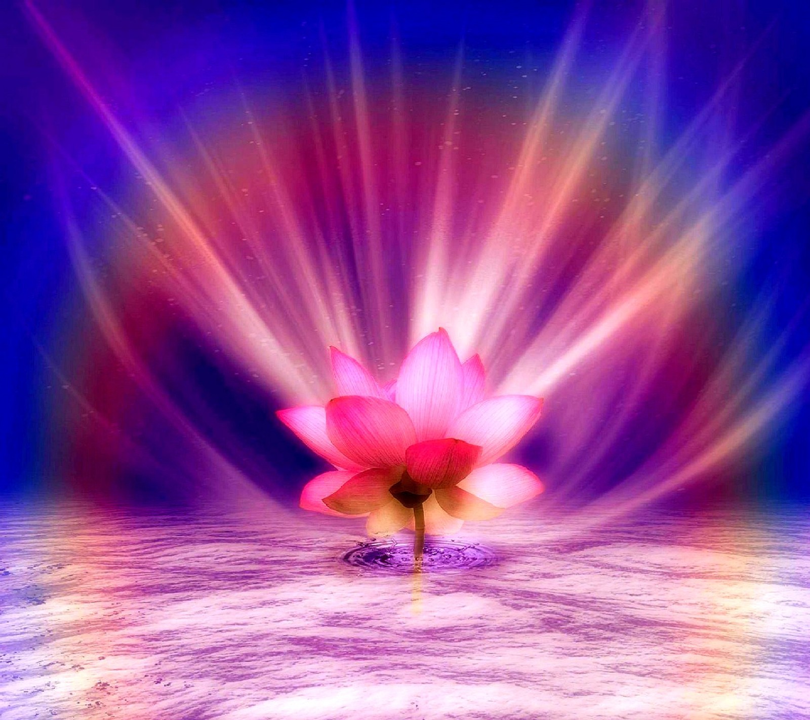 A close up of a pink flower in the middle of a body of water (nature)