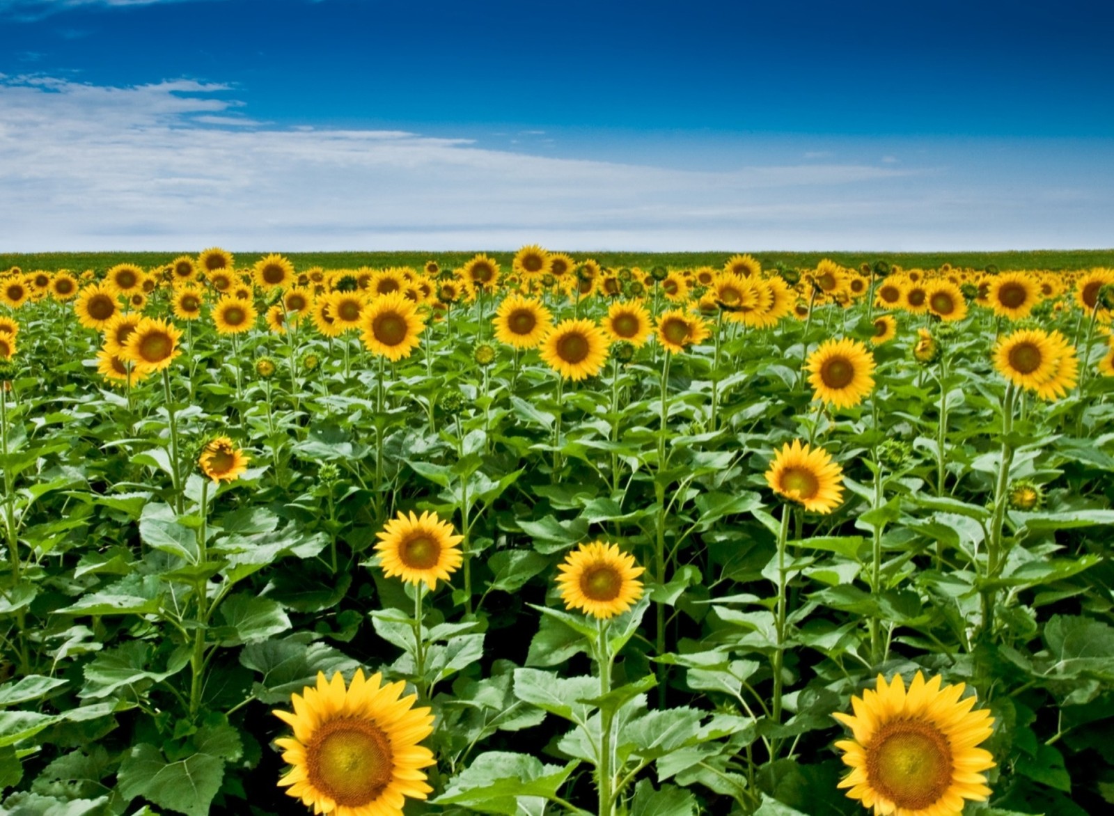 Téléchargez le fond d'écran nature, tournesols