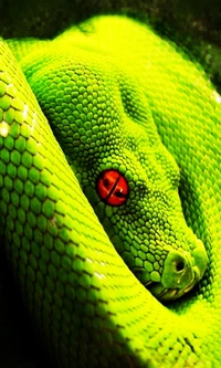 Primer plano de una serpiente verde con un llamativo ojo rojo