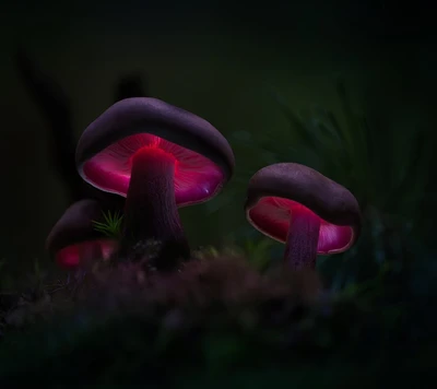 Champignons bioluminescents illuminant un sol forestier sombre.