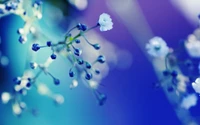 Fleurs bleues délicates avec des gouttes de rosée