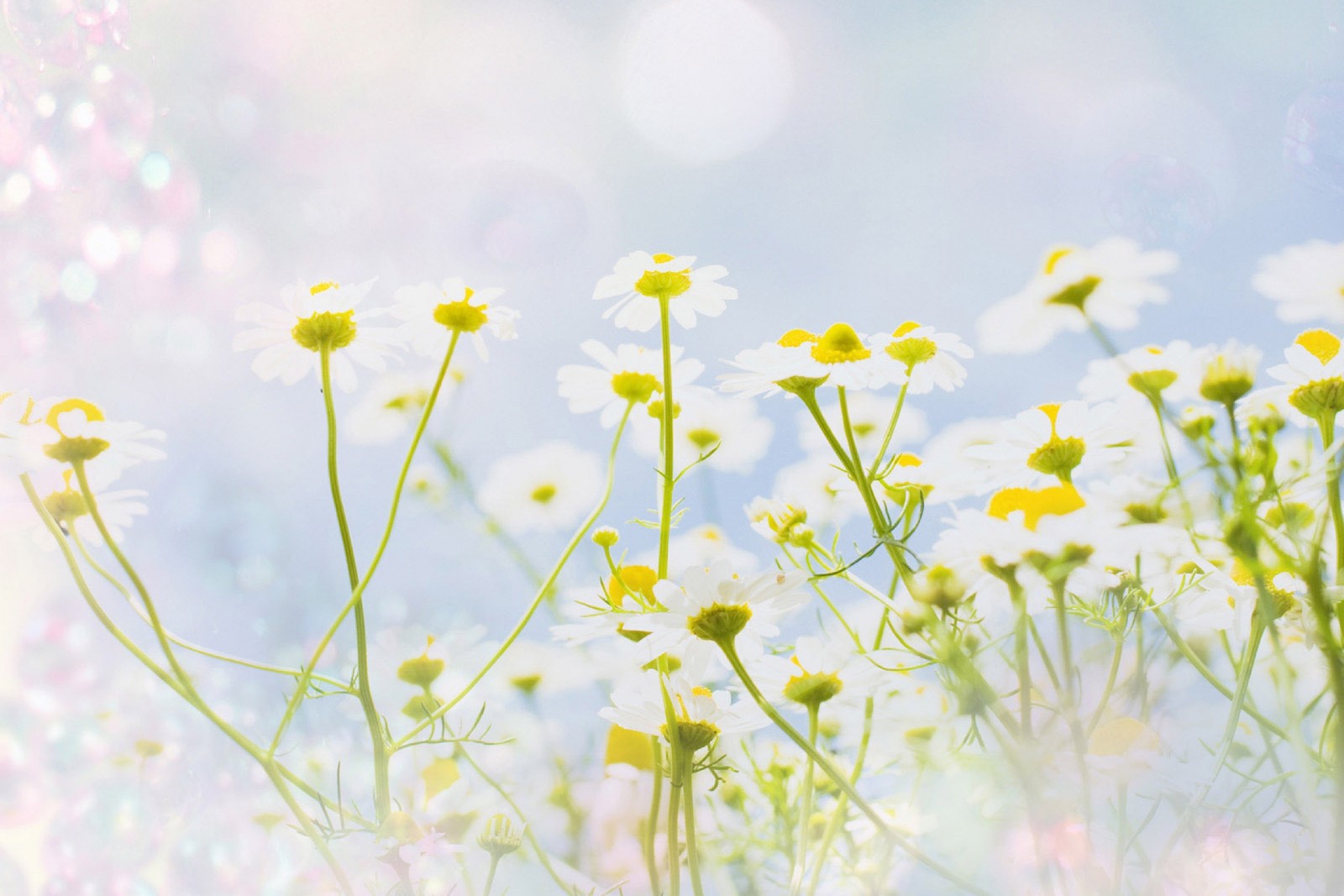 Il y a beaucoup de fleurs blanches et jaunes dans un champ (fleur, jaune, plante à fleurs, fleur sauvage, printemps)