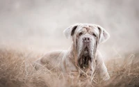 Retrato sereno de um cachorro entre gramíneas: close-up de uma raça calma