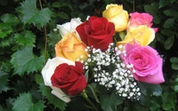 Bouquet vibrant de roses de jardin dans différentes couleurs