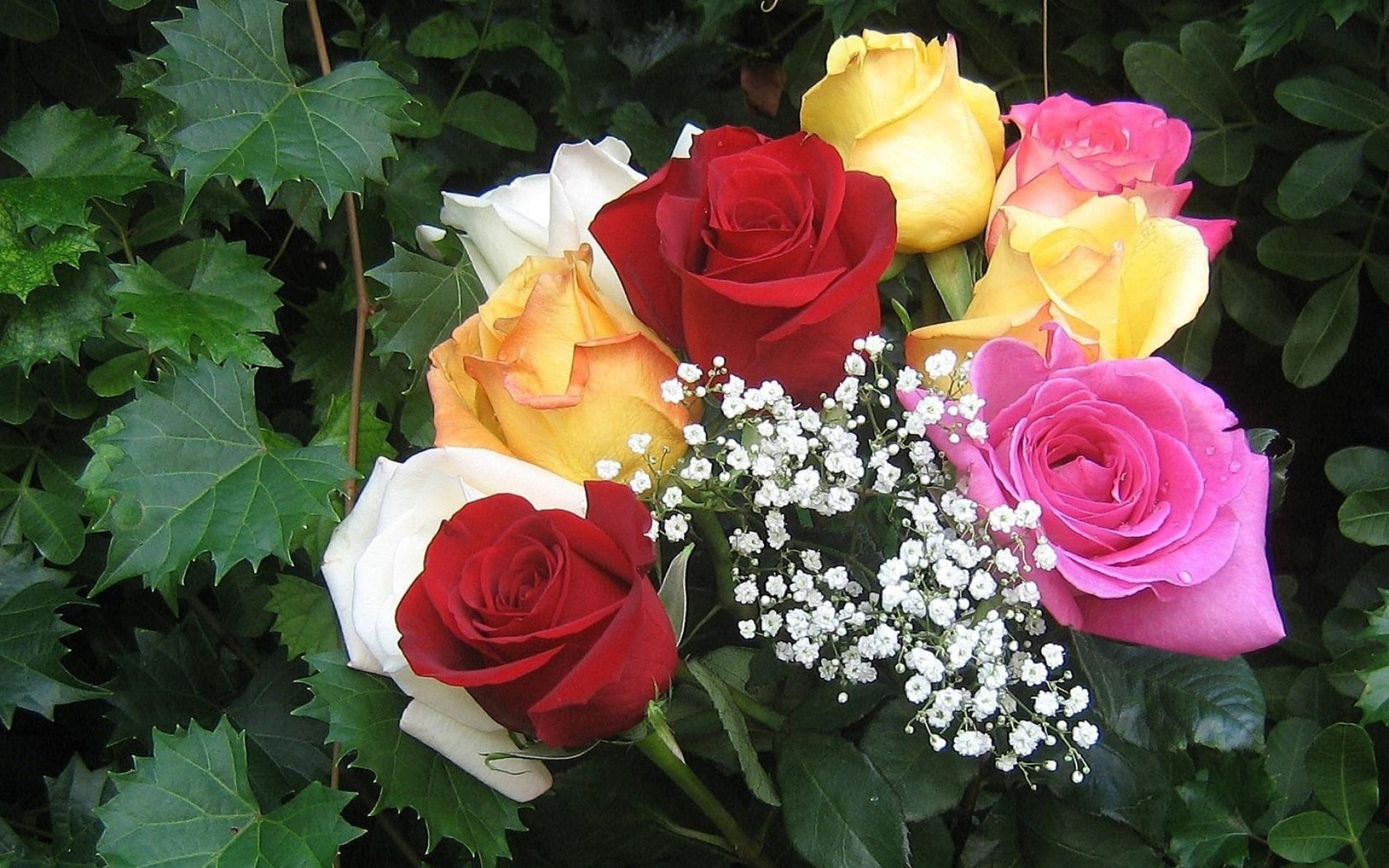 Il y a beaucoup de roses dans un bouquet avec des gypsophiles (roses de jardin, rose, plante à fleurs, famille des rosacées, brindille)