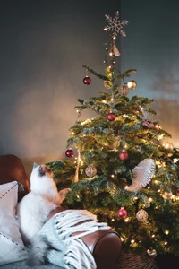 sapin de noël, noël, ornement, ornement de noël, décoration de noël