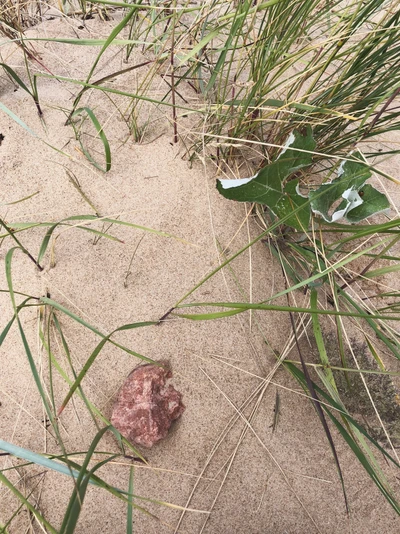 Diversas hierbas y paisaje de suelo arenoso