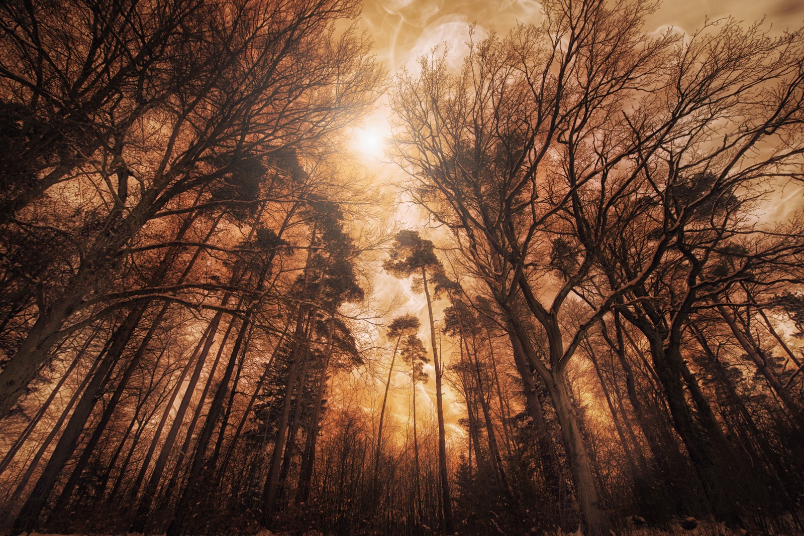 A view of a forest with trees and a cloudy sky (woods, forest, tall trees, fire effect, landscape)