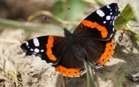 Lebendige rote Admiral-Schmetterling, der auf natürlichem Terrain ruht