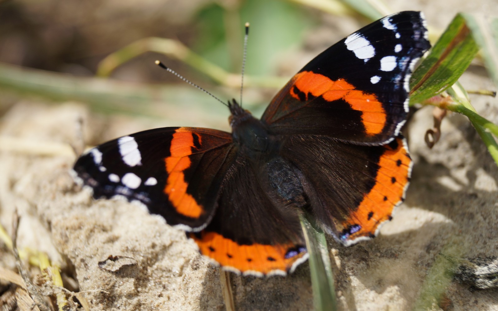 Il y a un papillon qui est assis sur le sol (insecte, papillons de nuit et papillons, papillon, invertébré, pollinisateur)