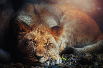 Retrato sereno de un león durmiendo en la naturaleza