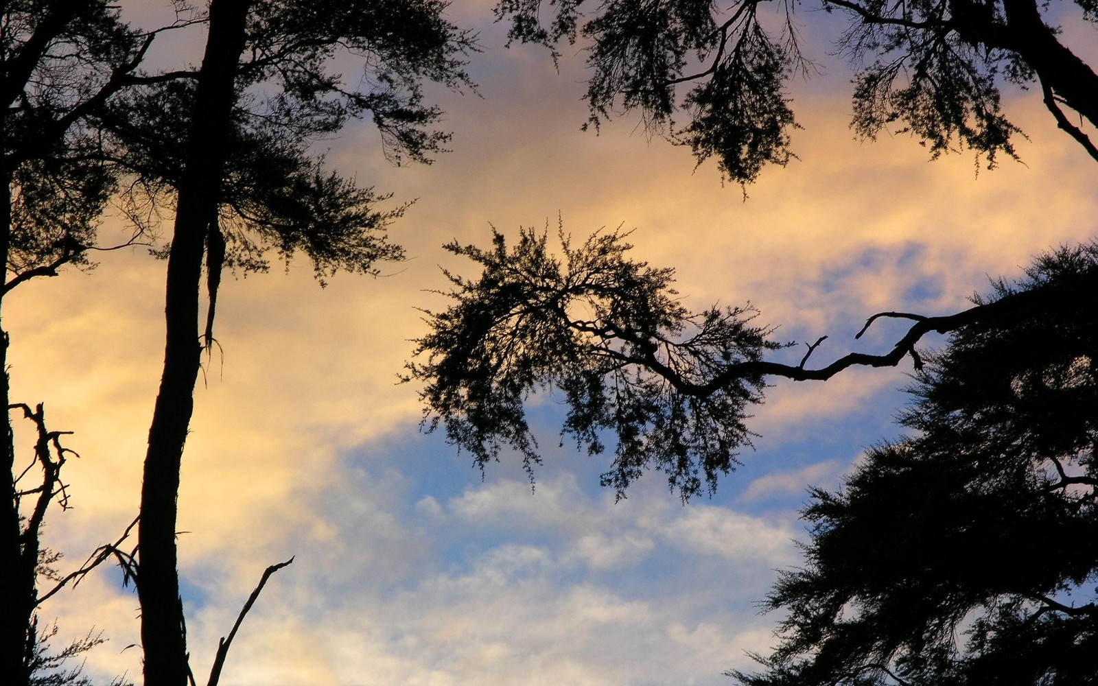 Des arbres se détachent contre un ciel nuageux avec un oiseau volant au loin (arbre, nature, branche, nuage, plante ligneuse)