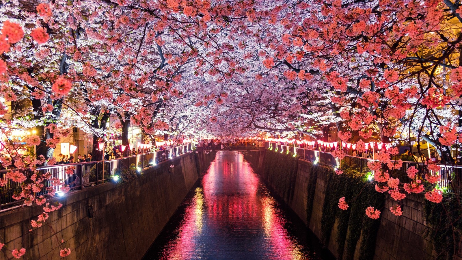 Une rivière avec des fleurs roses et des arbres au milieu (fleur de cerisier, nature, arbre, voie navigable, printemps)