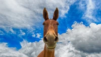 horse, snout, mane, pack animal, cloud