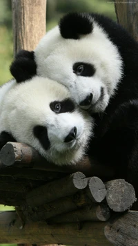 Pandas géants affectueux se reposant ensemble sur une structure en bois