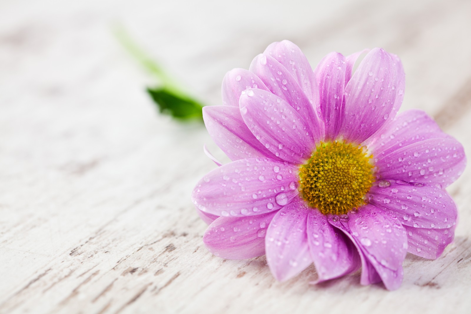 Fleur violette avec des gouttes d'eau assise sur une surface en bois. (plante à fleurs, pétale, violet, famille des marguerites, chrysanthèmes)