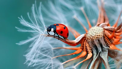 Coccinelle sur une tête de semence de pissenlit