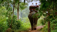 Explorando a selva: Uma experiência única de vida selvagem em um elefante