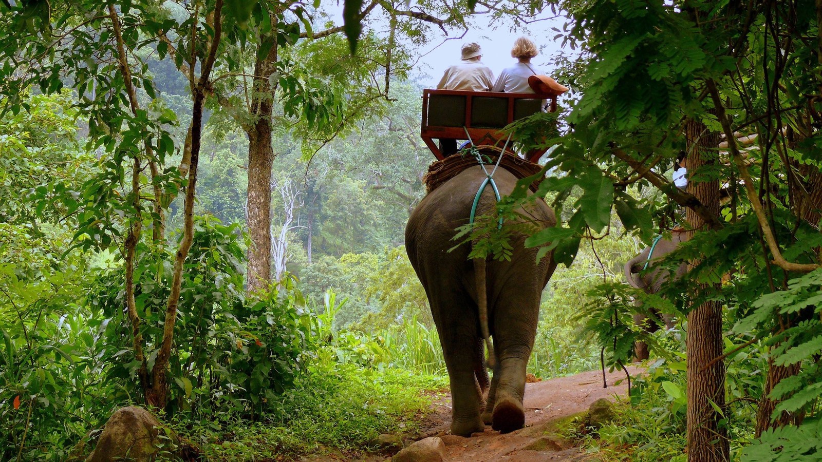 Um homem montando um elefante por um caminho na floresta (selva, reserva natural, fauna, árvore, floresta)