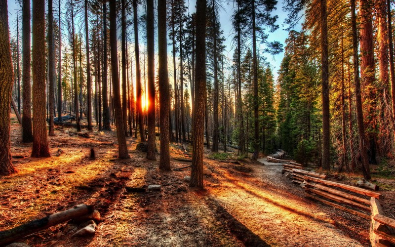 A view of a forest with a bench and a sun setting (nature, tree, forest, woodland, nature reserve)