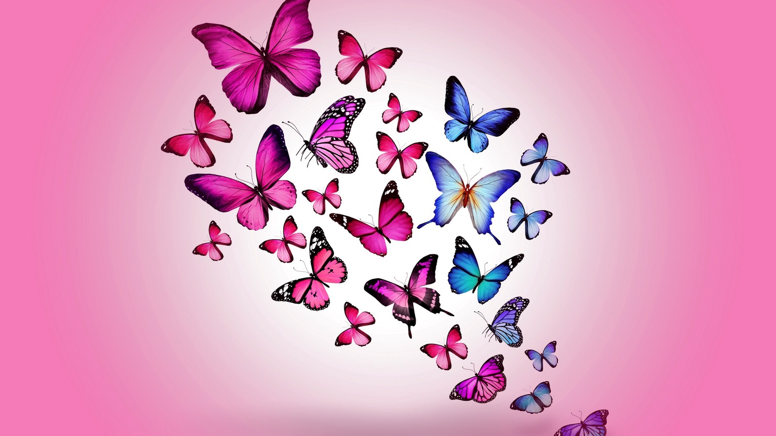 Butterflies flying in the air with a pink background (insect, butterfly, heart, purple, pink)