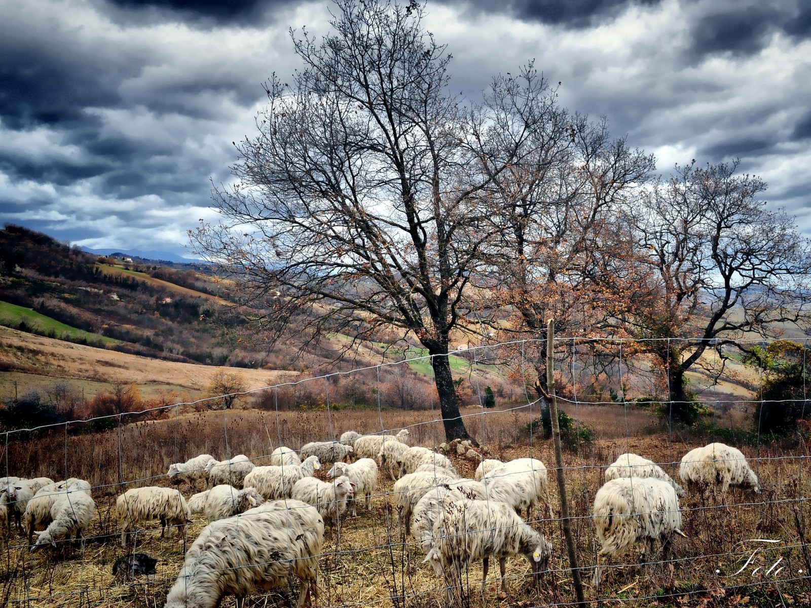 Des moutons arafed paissant dans un champ avec un arbre en arrière-plan (moutons, troupeau, arbre, ciel, zone rurale)