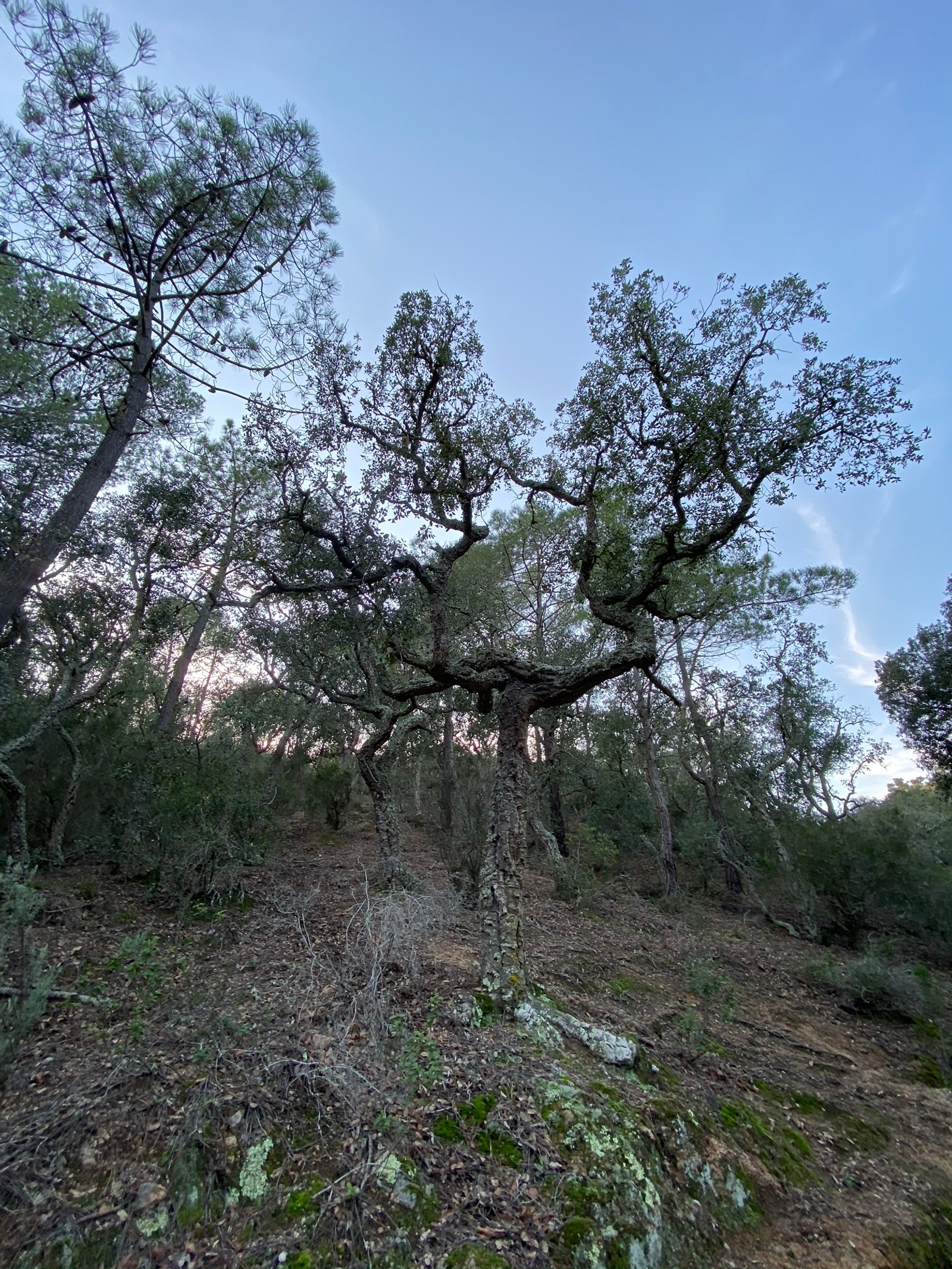 Un árbol que crece en una colina en el bosque (árbol, matorral, vegetación, ciencia, ramo)