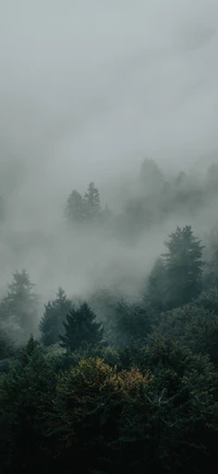 Brouillard énigmatique sur la verdure luxuriante