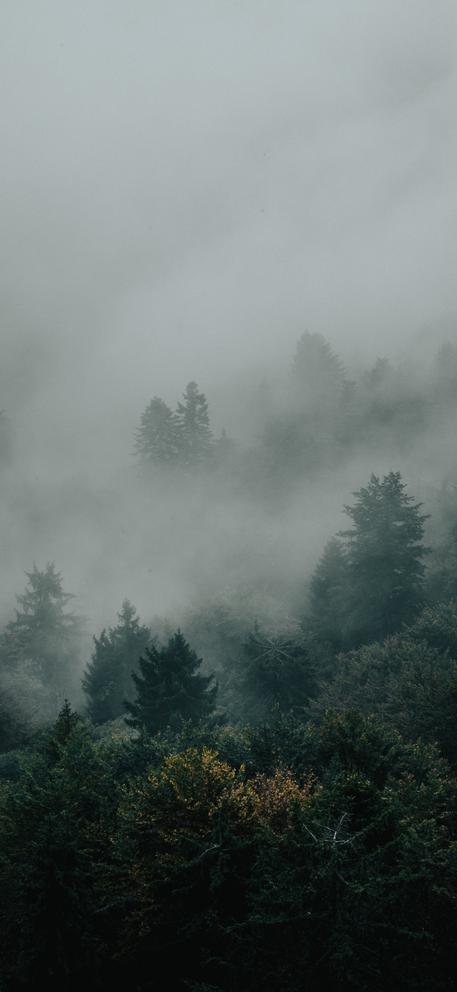 Árvores na névoa em um dia nublado com uma torre do relógio (névoa, nuvem, atmosfera, planta, paisagem natural)