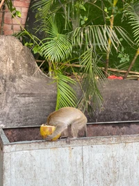 Primatas forrageando em um ambiente de zoológico com vegetação tropical.